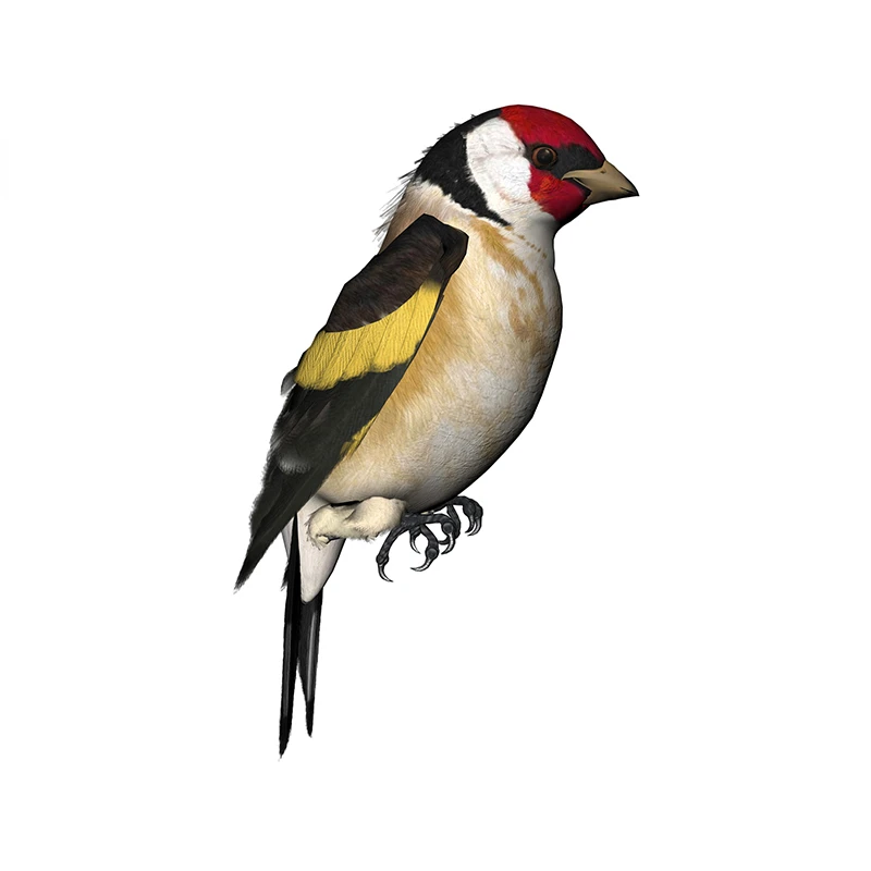 New Design for Tinsel Finches  - Weight Plate Bumper review and price